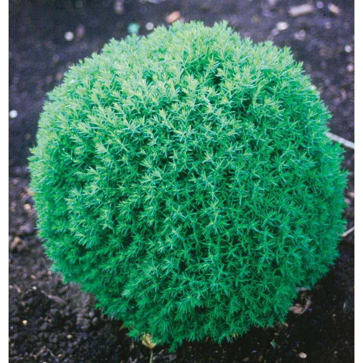 Arbust Tuia glob (Thuja occ. Teddy)
