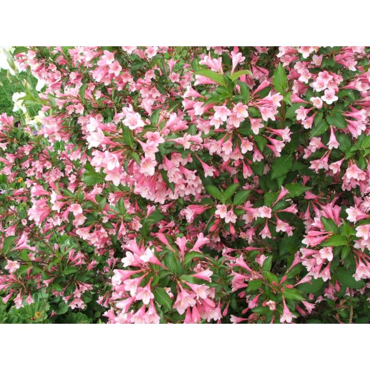 Arbust Weigela (Weigela florida)