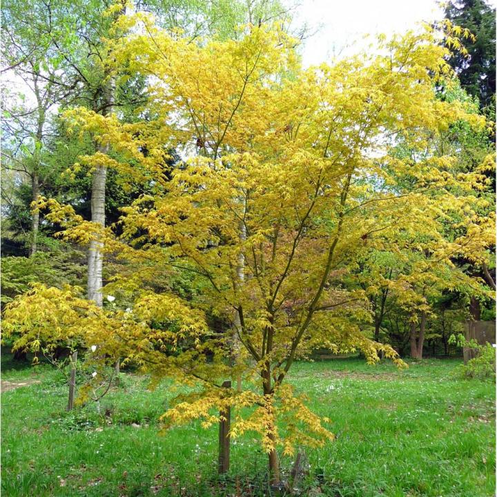 Artar japonez Katsura (Acer palmatum Katsura)