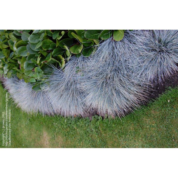Iarba albastra decorativa (Festuca glauca cinerea)