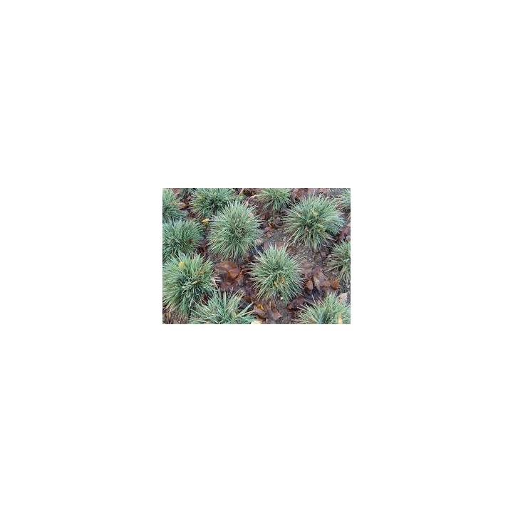 Iarba albastra perena (Koeleria glauca Coolio)