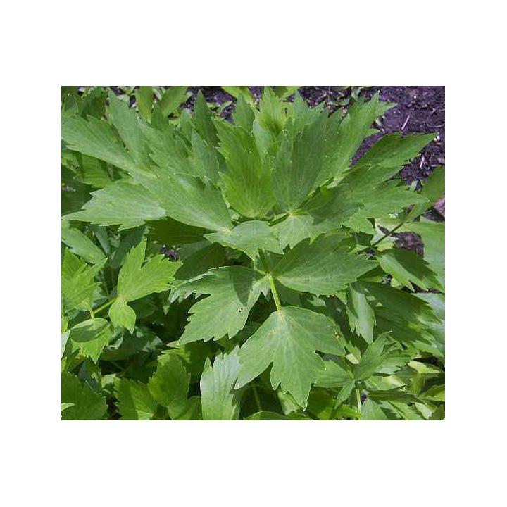 Leustean (Levisticum oficinalle)