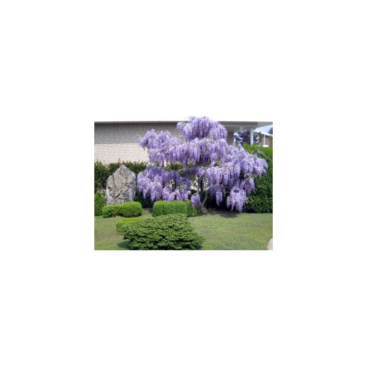 Liana cataratoare Wisteria, glicina (Wisteria sinensis)