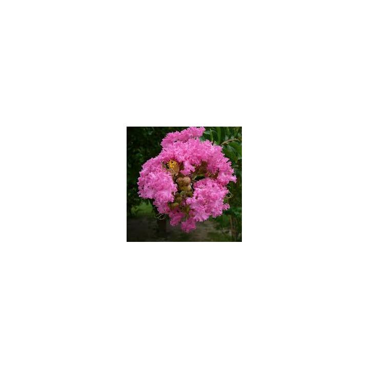 Liliac indian roz (Lagerstroemia ind Petite Pink)