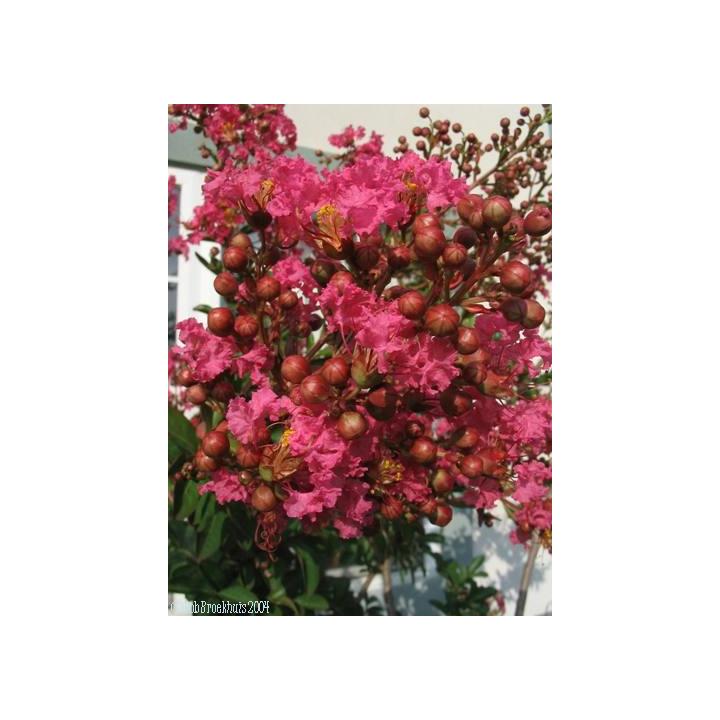 Liliac indian rubra (Lagerstroemia ind Rubra)