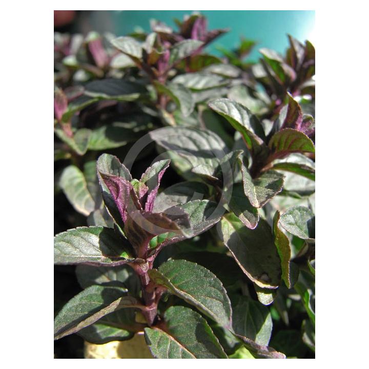 Menta chocolate (Mentha piperita Chocolate)
