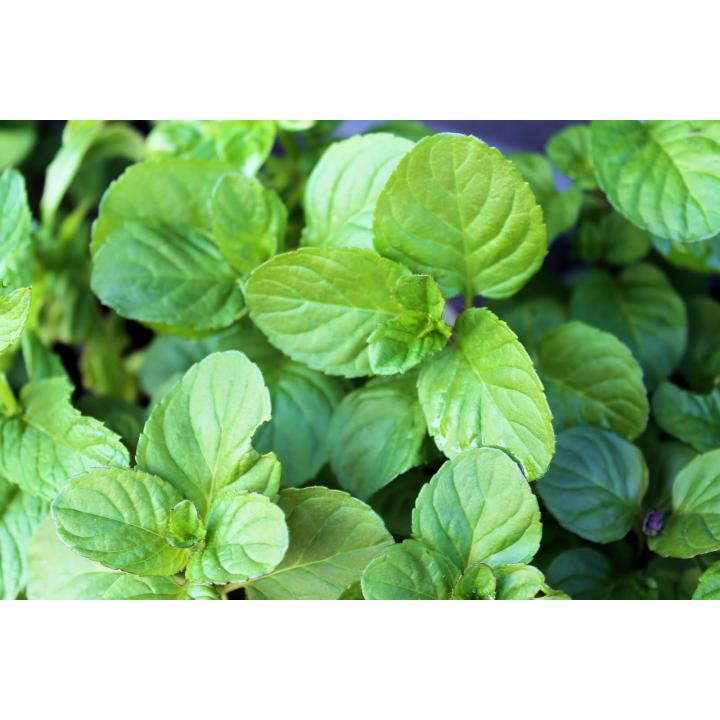Menta citrata (Mentha piperita Citrata)