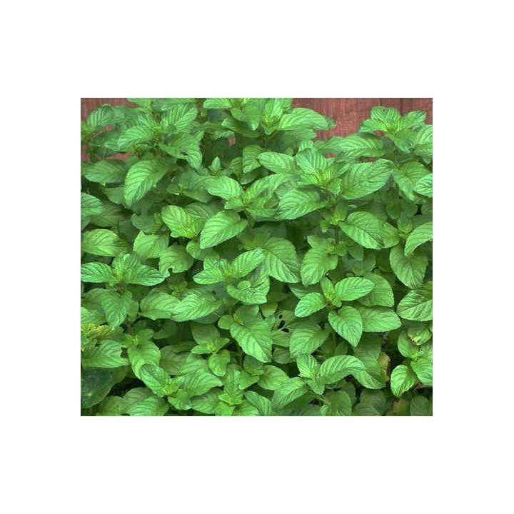 Menta cu aroma de capsuni (Mentha strawberry)