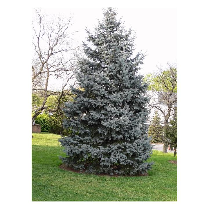 Molid argintiu (Picea pungens Glauca)