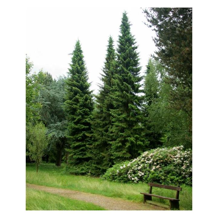 Molid sarbesc (Picea omorika)