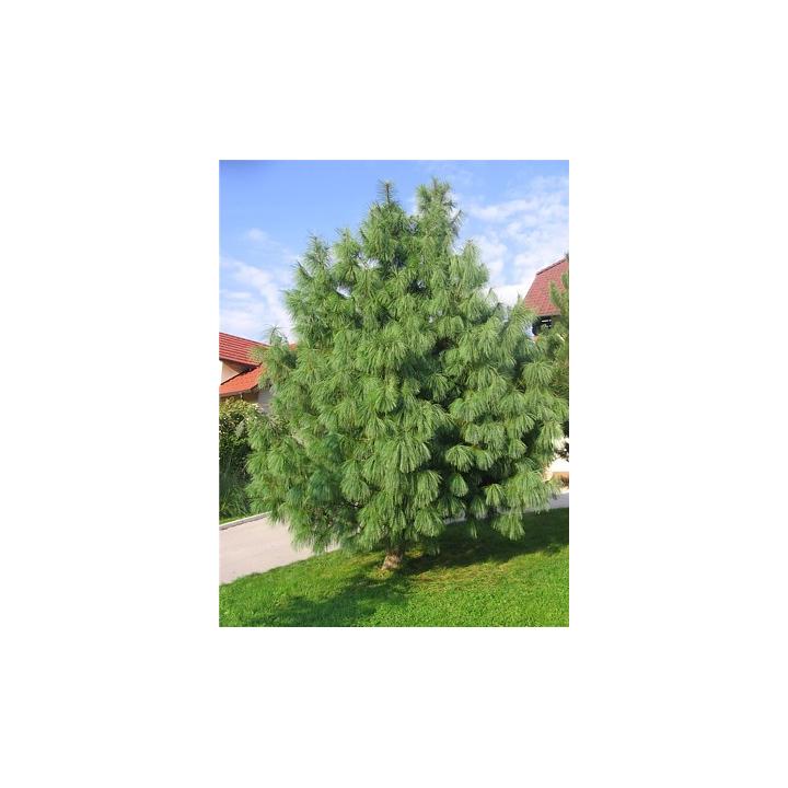 Pin de Himalaia (Pinus griffitti)
