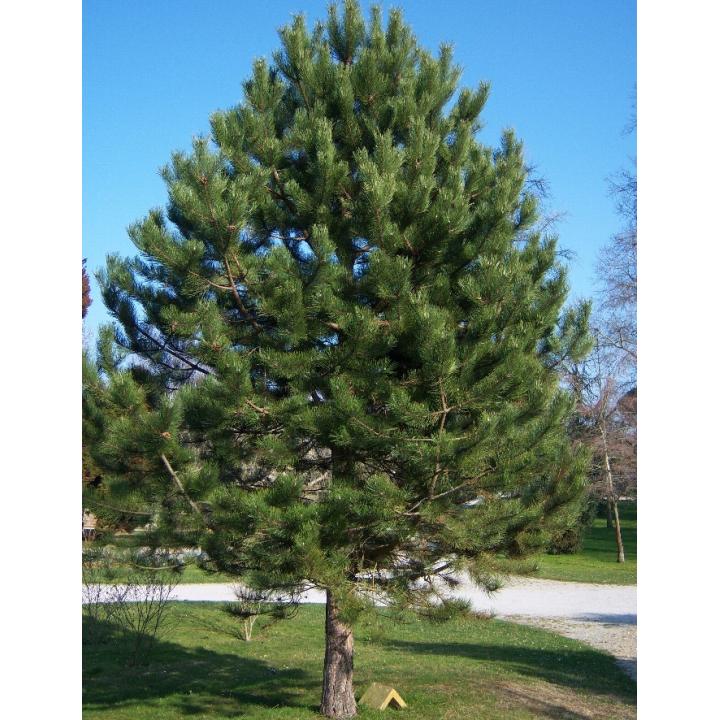 Pin negru (Pinus nigra)
