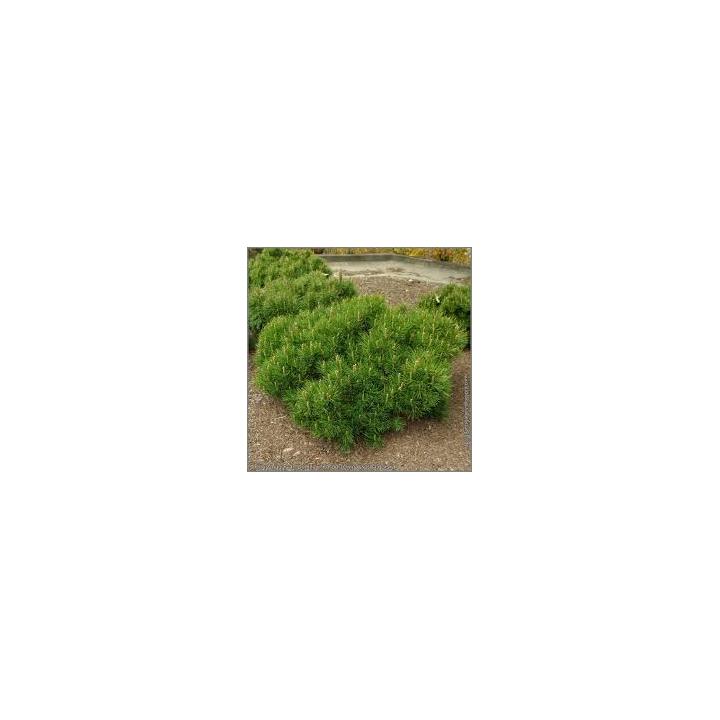 Pin pitic (Pinus mugo Pumilo)