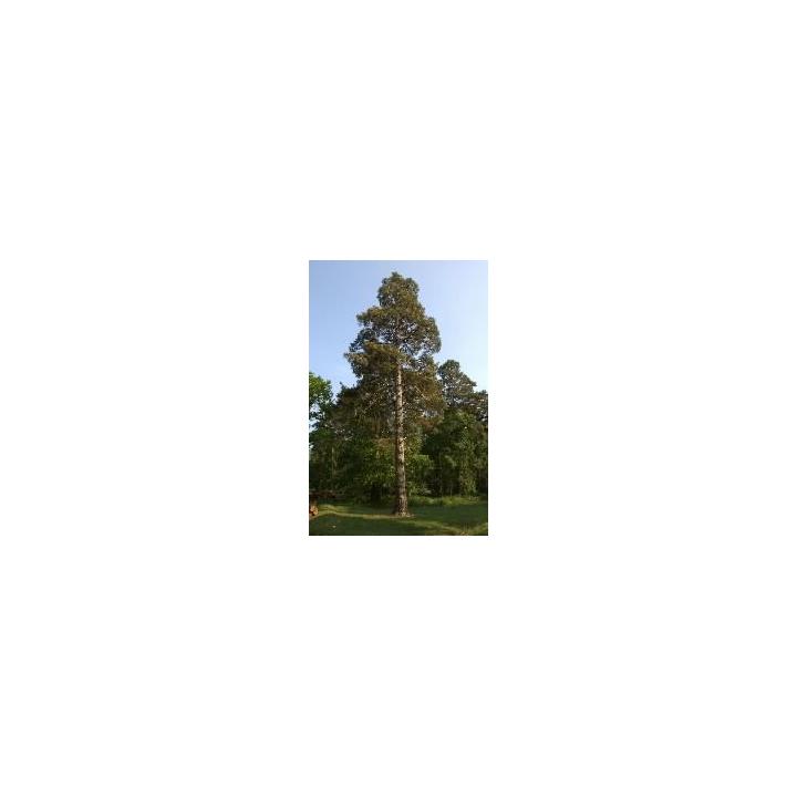 Pin silvestru (Pinus sylvestris)