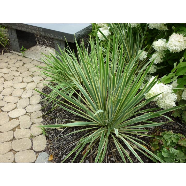 Planta Iuca galbena (Yucca filamentosa Bright Edge)