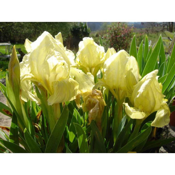 Planta perena Iris pumila (Iris pumila)