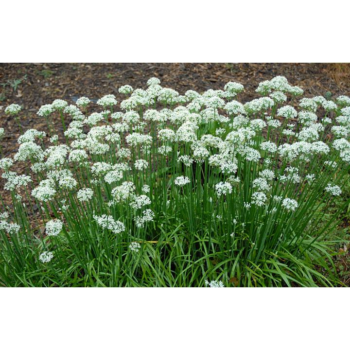 Planta perena Usturoi de frunze (Allium tuberosum)
