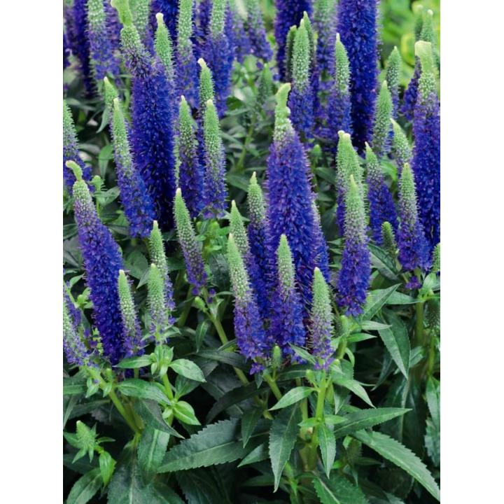 Planta Veronica albastra (Veronica spicata Ulser Dwarf Blue)