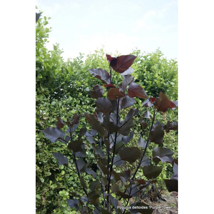 Plop rosu (Populus deltoides Purple Tower)