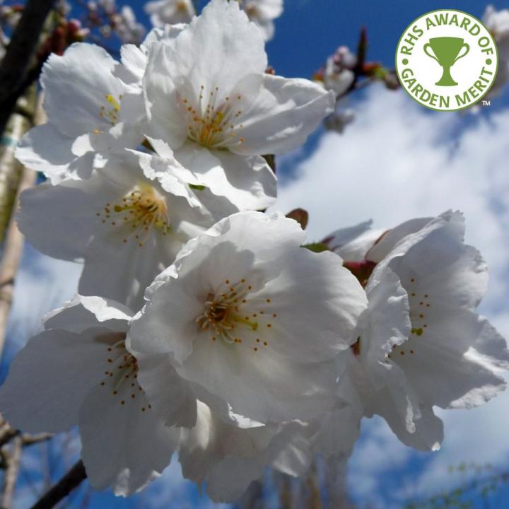 Pom Cires japonez alb (Prunus serrulata Tai Haku)