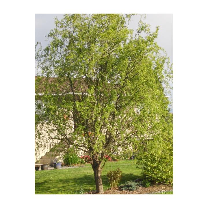 Salcie creata (Salix metsudana tortuosa)