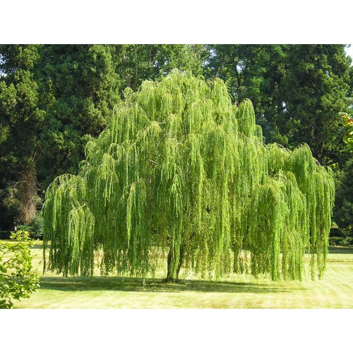 Salcie pletoasa (Salix babylonica)