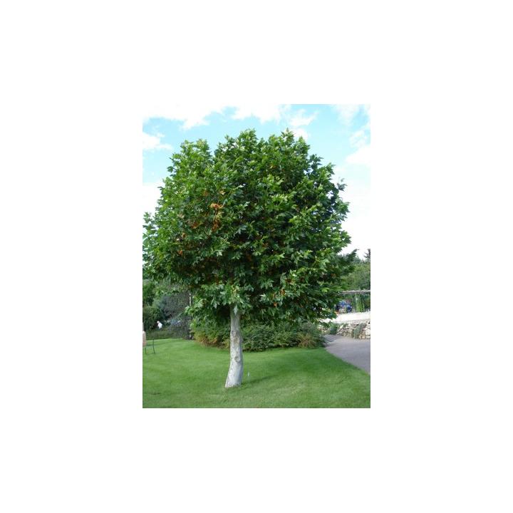 Arbore foios Platan (Platanus acerifolia)