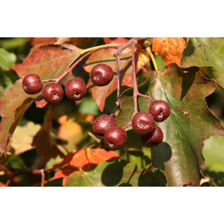 Arbore Sorb, scorus (Sorbus torminalis)