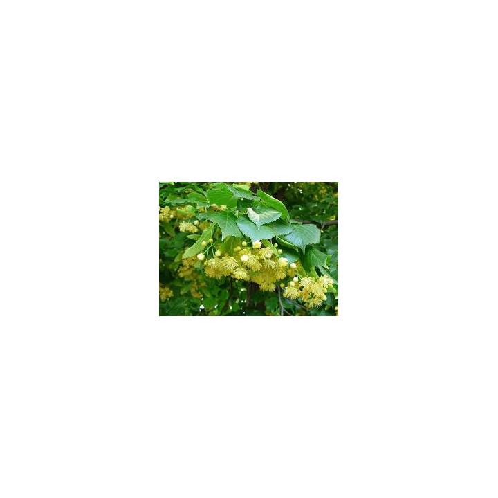 Arbore tei cu frunza mare (Tilia plathiphyllos)