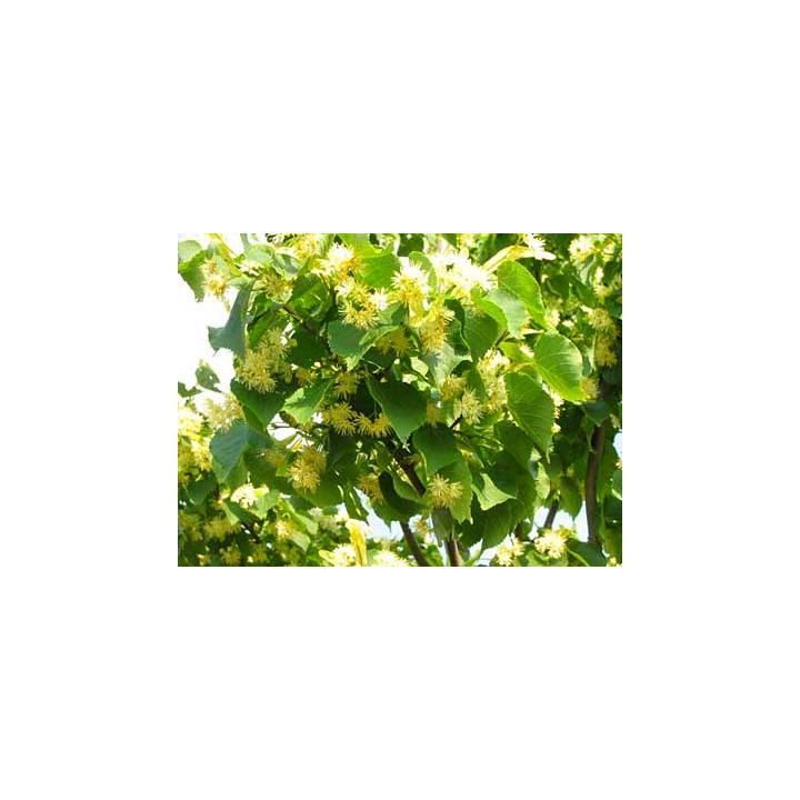 Arbore tei pucios (Tilia cordata)