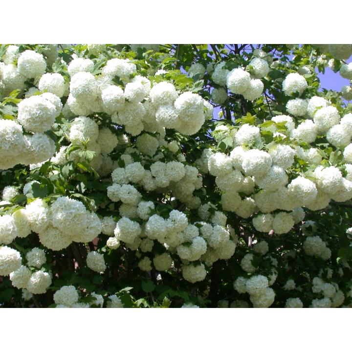 Arbust Bulgaras de zapada (Viburnum opulus Roseum)