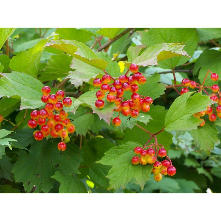 Arbust Calin (Viburnum opulus)