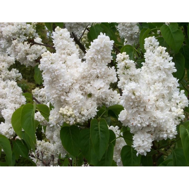 Arbust Liliac alb batut (Syringa vulg. M-me Lemoine)