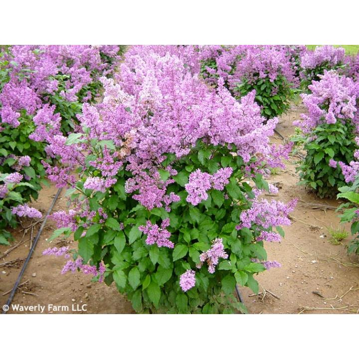 Arbust Liliac Minuet (Syringa Minuet)