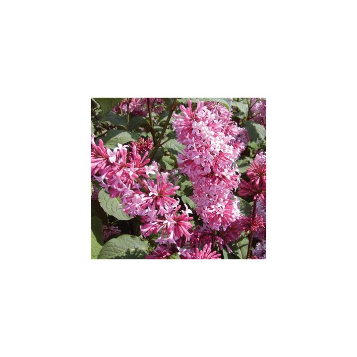 Arbust Liliac roz (Syringa prestoniae Miss Canada)