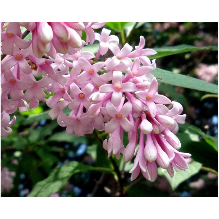 Arbust Liliac transilvania (Syringa josikea)