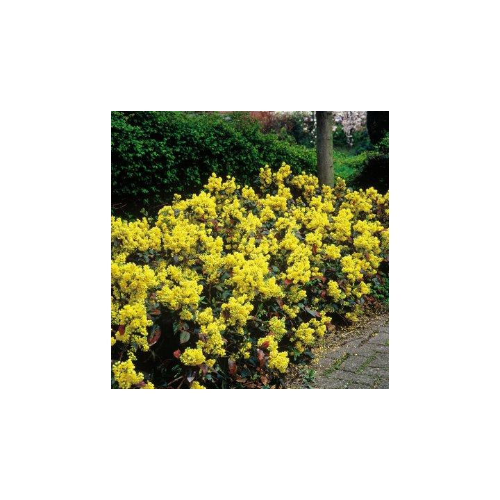 Arbust Mahonia apollo, (Mahonia aq. Apollo)