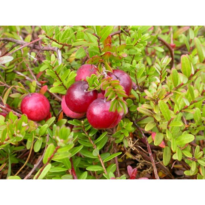 Arbust Merisor (Vaccinium macrocarpon Mc Farlin)
