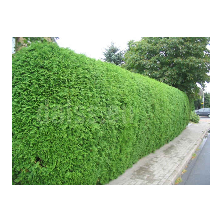 Arbust Tuia brabant (Thuja occ. Brabant)
