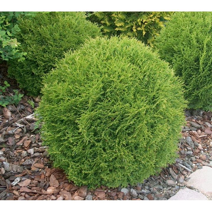 Arbust Tuia glob (Thuja occ. Danica)