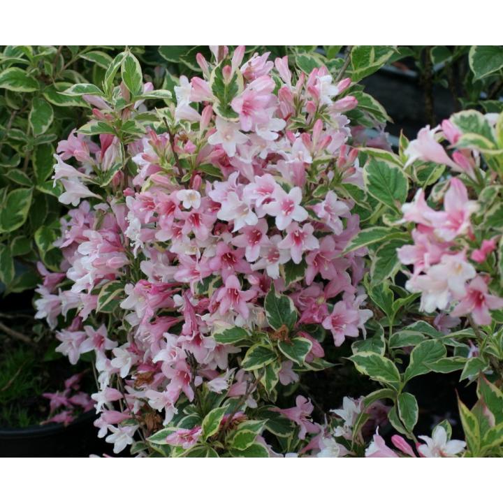 Arbust Weigela variegata (Weigela florida Nana Variegata)