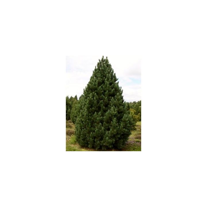 Arbust Zambru (Pinus cembra)