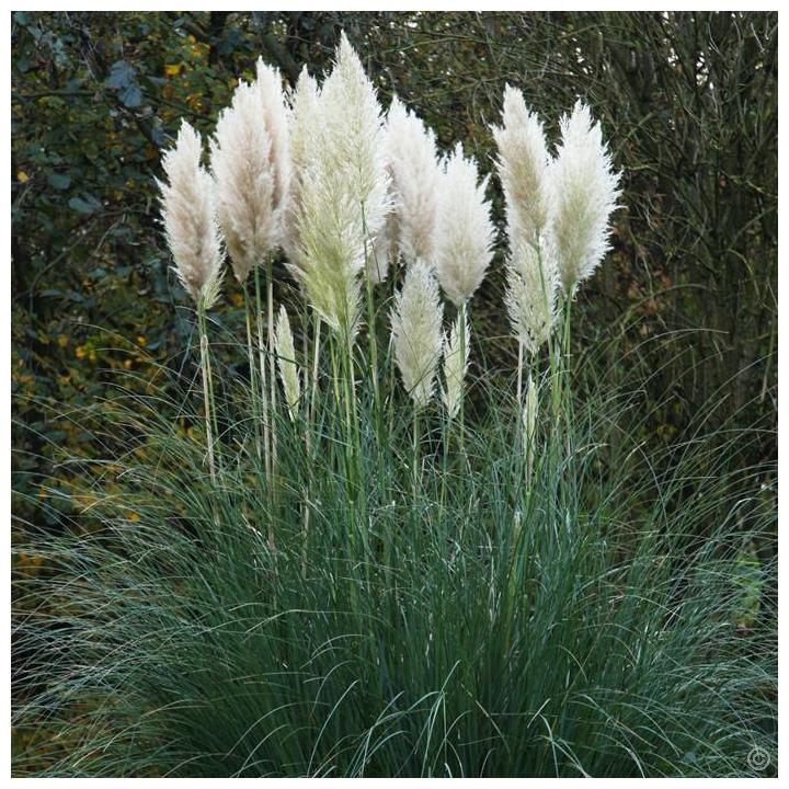 Iarba de pampas alba (Cortaderia s. White Plume)
