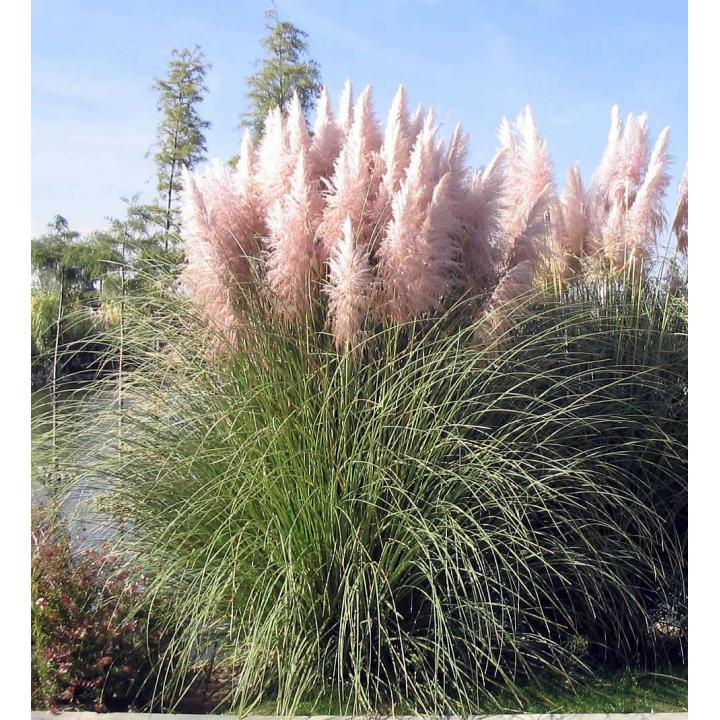 Iarba de pampas roz (Cortaderia selloana Rose Plumme)