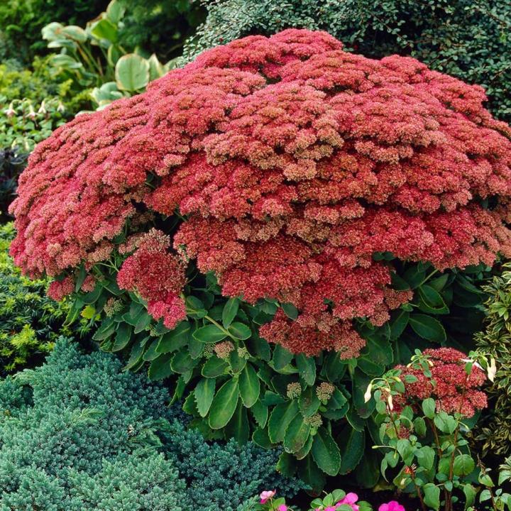 Iarba de soaldina (Sedum Autum joy)