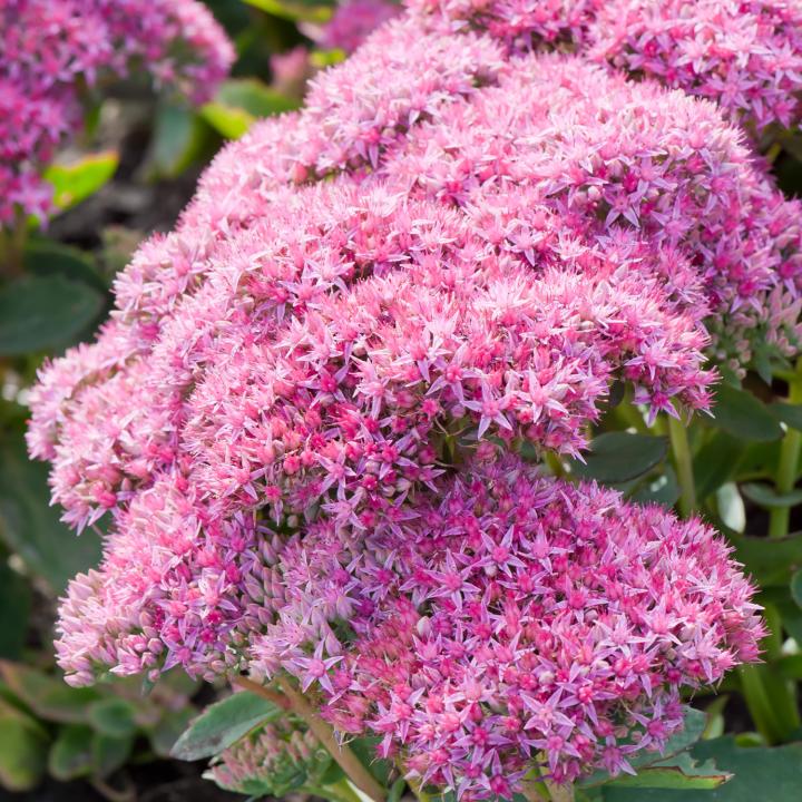 Iarba de soaldina (Sedum Carl)