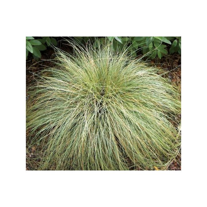 Iarba decorativa (Carex comans Frosted Curls)