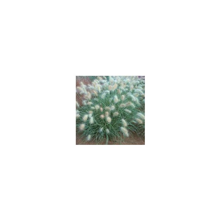 Iarba decorativa (Pennisetum villosum)