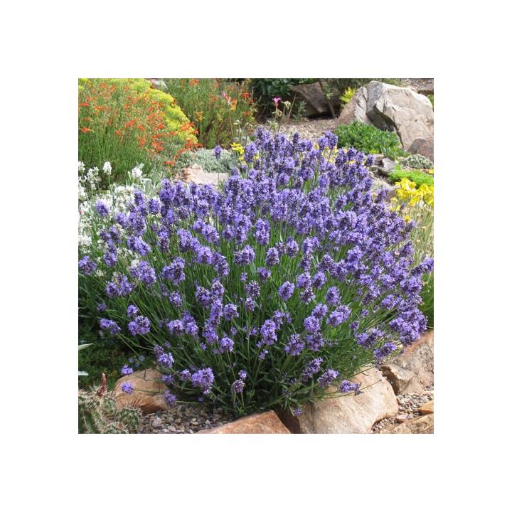 Lavanda, levantica (Lavandula angustifolia)