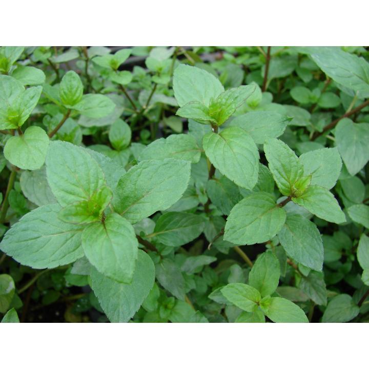 Menta (Mentha piperita)